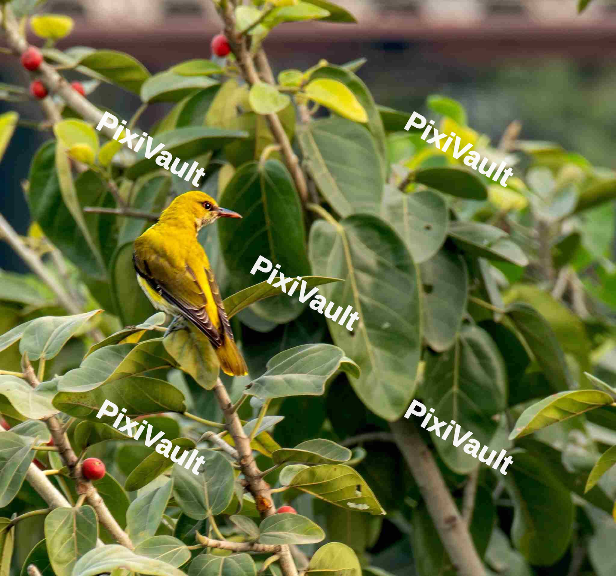 Indian golden oriole perched on a tree branch